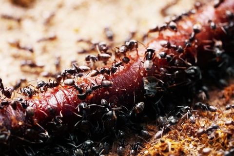 Invasive Ameise Tapinoma magnum