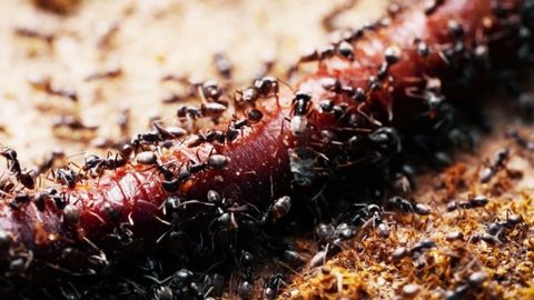 Invasive Ameise Tapinoma magnum