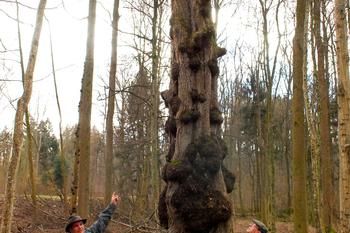 Bürgermeister Michael Schmidt (rechts) und Förster Martin Schickle zeigen ein Bespiel, wie man im Neulinger Wald alte Bäume erhält. Hier eine rund 150 Jahre alte frei gestellte Flatter-Ulme am Waldweg unweit der B 294 in Richtung Bretten.