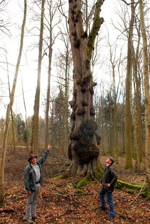 Bürgermeister Michael Schmidt (rechts) und Förster Martin Schickle zeigen ein Bespiel, wie man im Neulinger Wald alte Bäume erhält. Hier eine rund 150 Jahre alte frei gestellte Flatter-Ulme am Waldweg unweit der B 294 in Richtung Bretten.