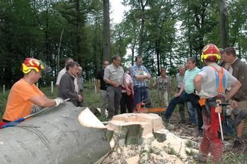 So wie diese gefällte stattliche Buche, weist der Neulinger Wald noch viele Bäume im besten Erntealter auf. Hier erläutert Revierförster Martin Schickle (Sechster von links) dem Gemeinderat die Neulinger Waldsituation.